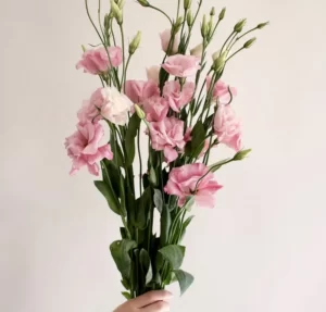 گل لیسیانتوس صورتی از اطلس گل متنوع ترین گلفروشی آنلاین شیراز