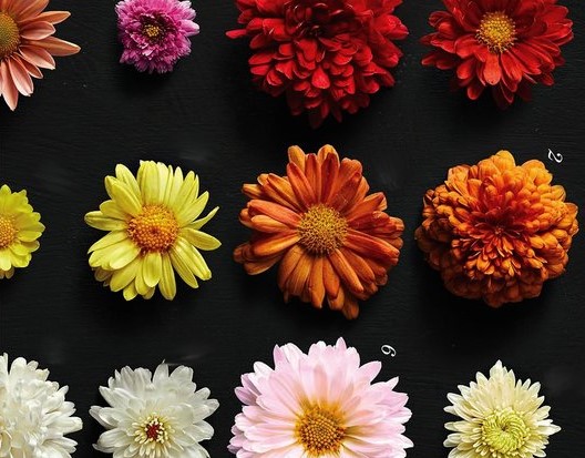 آشنایی با گل داوودی و انواع گل زیبای داوودی با اطلس گل متنوع ترین گلفروشی آنلاین شیراز.