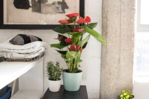 گل آنتوریوم برای نگهداری در خانه و اتاق یا محل کار میتواند بهترین گزینه باشد و شما در این نوشته با راه نگهداری از این گل با اطلس گل آشنا میشوید.