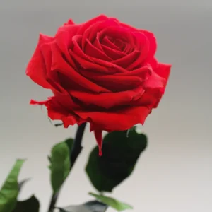عکس و تصویری از شاخه گل رز هلندی قرمز مناسب برای ولنتاین از گلفروشی آنلاین اطلس گل شیراز.