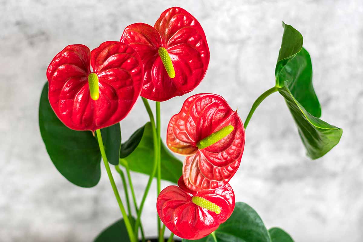 آشنایی با انواع گل آنتوریوم زیبا مناسب برای رشد گلدانی و نگهداری در آب و محصولات گلی جذاب اطلس گل .