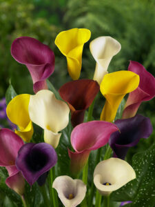 گل شیپوری در انواع رنگ ها از گلفروشی آنلاین اطلس گل شیراز مناسب مردان و پسران.