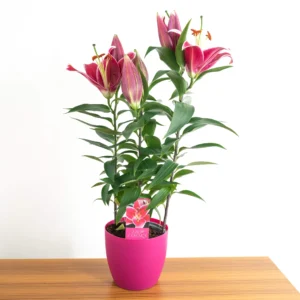 گلدای گل لیلیم صورتی و بسیار زیبا مناسب برای سفره هفت سین اطلس گل.