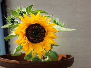 گل آفتابگردان درون گلدان از متنوع ترین گلفروشی آنلاین در کشور.