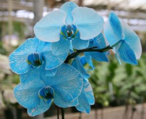 گل آنتوریوم آبی یا نوع کریستال بلو از زیباترین گل های جهان است در گلفروشی آنلاین اطلس گل شیراز