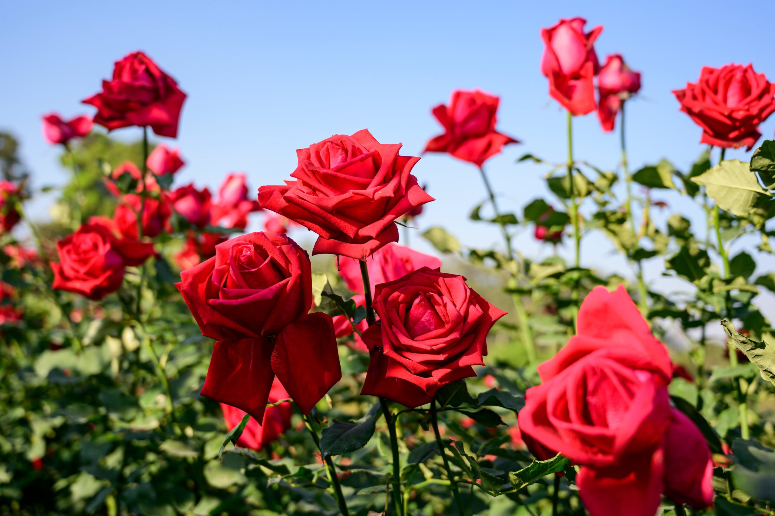 گل رز های قرمز هلندی ممتاز و درجه یک ، راه و روش نگهداری از رز زیبا با اطلس گل شیراز