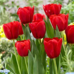 عکس و تصویر گل تولیپ قرمز مناسب ولنتاین از گلفروشی آنلاین اطلس گل در شیراز زیبا.