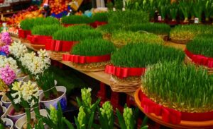 سبزه های عید نوروز برای سفره هفت سین و بهترین روش کاشت و سبز کردن سبزه عید با اطلس گل شیراز.