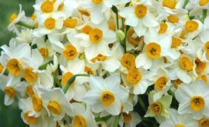 معرفی گل نرگس با نکات جالبی که در مورد این گل نمیدانستید! اطلس گل شیراز