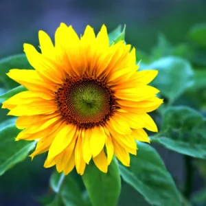 با خرید انلاین گل آفتابگردان برای روز مادر و روز زن ، احساسات خاص خود را با عشق به عزیزانتان منتقل کنید. آنلاین از اطلس گل سفارش دهید.