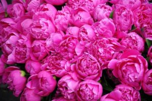 گل محمدی خوش عطر و جذاب ایرانی را از اطلس گل بخرید انتخابی خاص برای تبریک عید فزر زیبا.