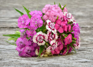 خرید آنلاین گل میخک مینیاتوری با بهترین تنوع رنگ و کیفیت از گلفروشی آنلاین اطلس گل. + عکس پند دسته از گل های میخک با رنگ های شااداب.