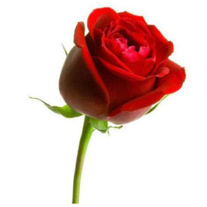 شاخه گل رز برای تبریک روز مادر و روز زن. با خرید آنلاین بهتریک قیمت و کیفیت دسته گل و شاخه گل رز ممتاز اط گلفروشی انلاین اطلس گل.