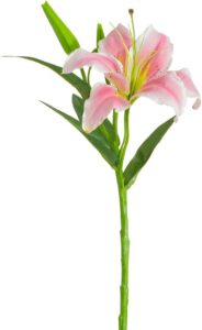 عکس شاخه گل لیلیوم یا گل سوسن صورتی مناسب برای تبریک روز مادر و روز زن. از اطلس گل بهترین ها را آنلاین بخرید.